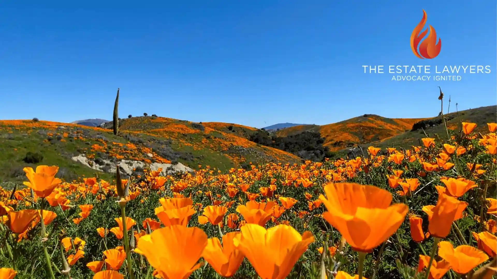 Image of a orange flower field in California, where many families encounter trust petition services
